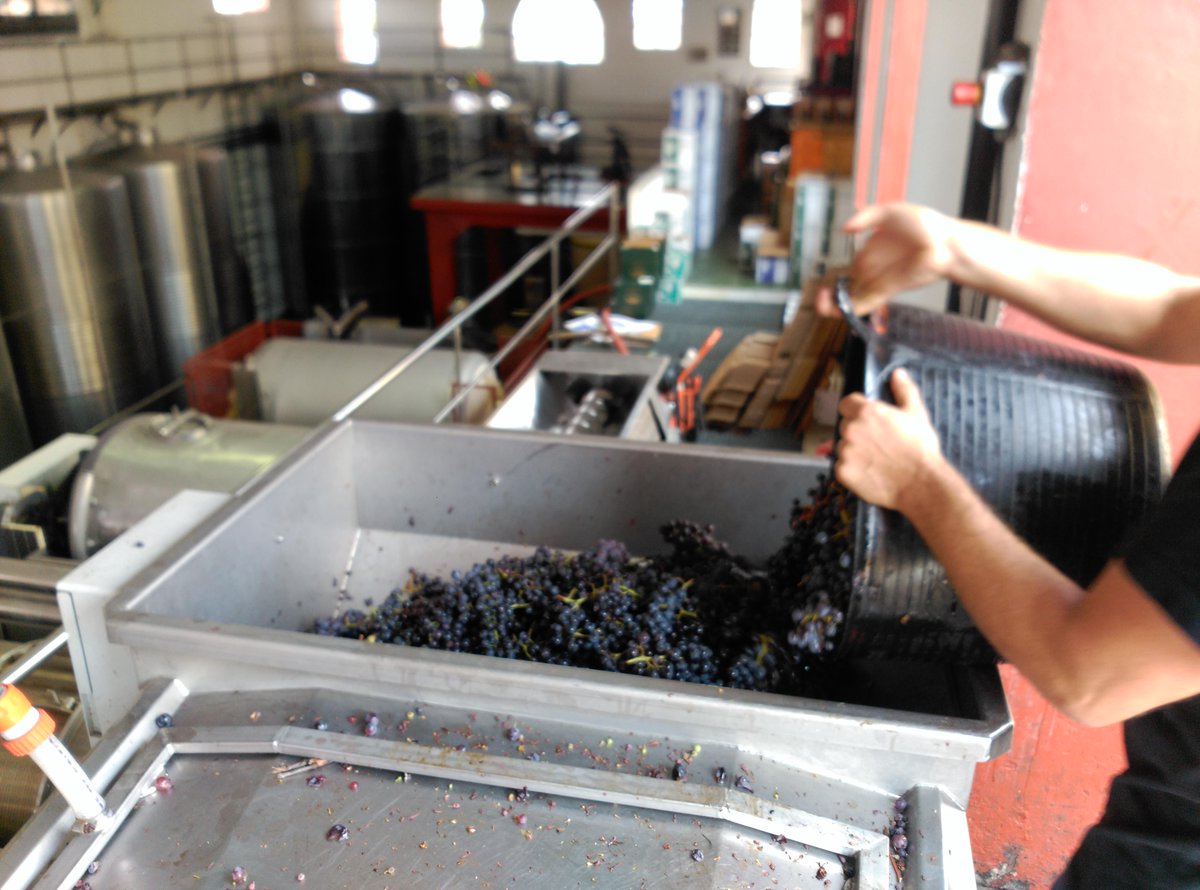 VinosTeneguia's tweet photo. En plena vendimia!! #vino #Teneguía #Fuencaliente #LaPalma #Canarias #joinus !!! http://t.co/skiVBadk1N