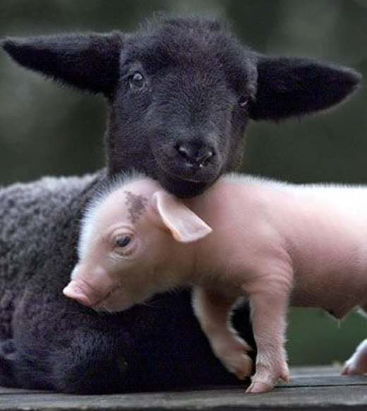 Sveicam Starptautiskajā veģetāriešu dienā! :)