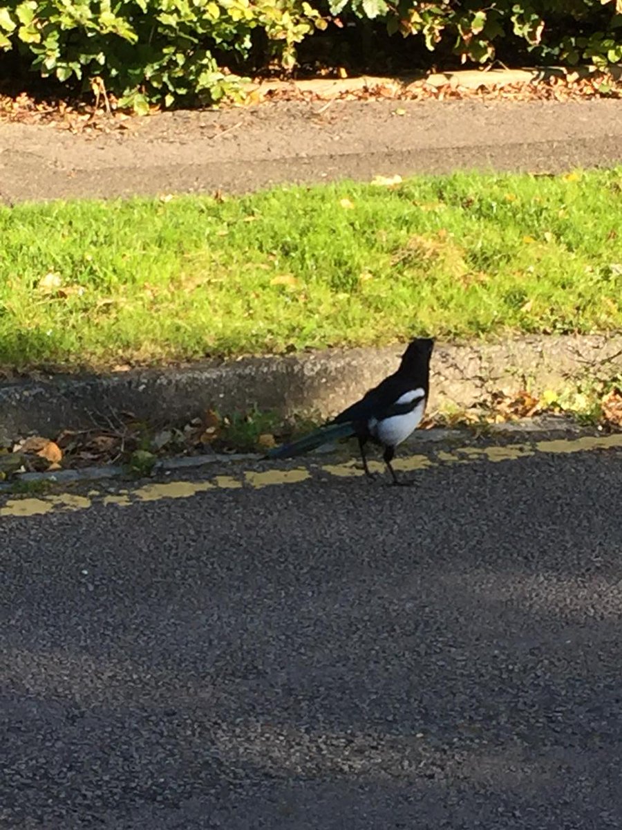 ArbourLandSol's tweet photo. Watch out matey they'll slap a ticket on you...no stopping on yellow lines. #parkingcontrol http://t.co/y8i6ZYfbW8