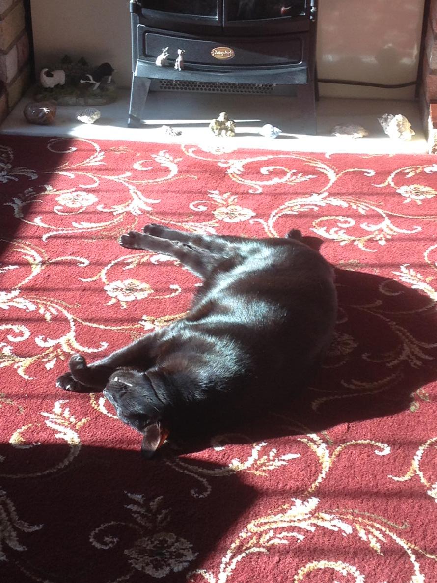 sheepio's tweet image. Where there's sunshine..you'll find Rocky topping up his tan #notdaft