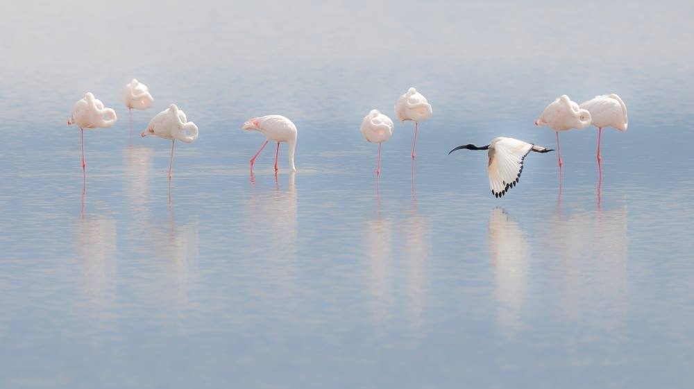 Gabriele Corno tweet media