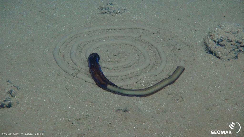 GEOMAR_en's tweet photo. Interpreting animal tracks - in 4150 m water depth. Now in the #EADSM blog on #oceanblogs: http://t.co/Pnv8HT79Qh http://t.co/jhNIOU1WCG