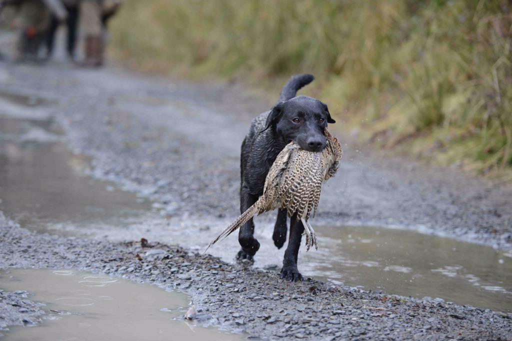 The pheasant season has started. Thank dog for that!