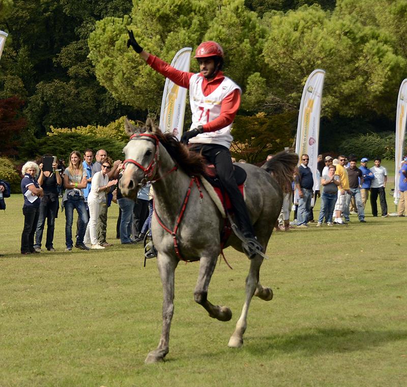 EVOLucag's tweet photo. DESCARADO: new 7 year horse World Champion 2015 - with AL MOZROUI Saif Ahmed - Valeggio sul Mincio (ITA) http://t.co/zN38bLLOF8