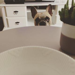 Frenchie_Cute's tweet photo. En det tigger.. Neeej 😏💋 #frenchbulldog #bulldog #dog #aalborg #royalcopenhagen #rc #Dirch http://t.co/vYZUb4qySj http://t.co/Gy6TDJZOjd