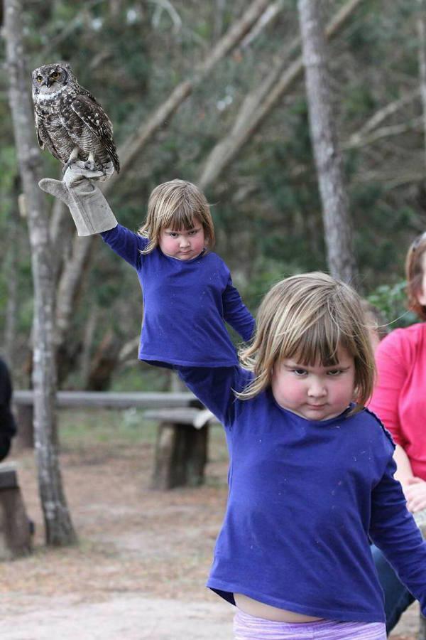 ditdat's tweet image. My version of #owlgirl #photoshopbattles #PSB #reddit