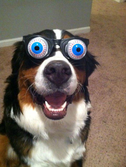 doggyfence's tweet photo. Have you seen my #rolling eyes ???
“Give us your Love – by Like/Share/Comment !" http://t.co/O7RS2rBvR2