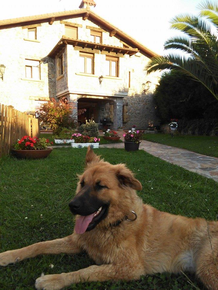 ViajaconMascota's tweet photo. Hoy viajamos a CANTABRIA en La Casona del Carmen los perros son ¡Bienvenidos! @cant_infinita
http://t.co/Xr0b5qayio http://t.co/zDd7cM9tDO