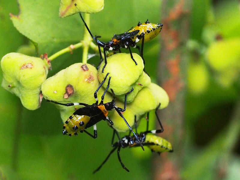 日本野虫の会 いきもにあc 47 10 29 30 Twitter પર マユミの実にかぶりついているのはニーハイソックスを履いたキバラヘリカメムシ 脱皮直後は黒の部分が赤いというのは初めて知った そういえば黒いヨコヅナサシガメも脱皮直後は赤いね Http T Co F1wgdjmfqo