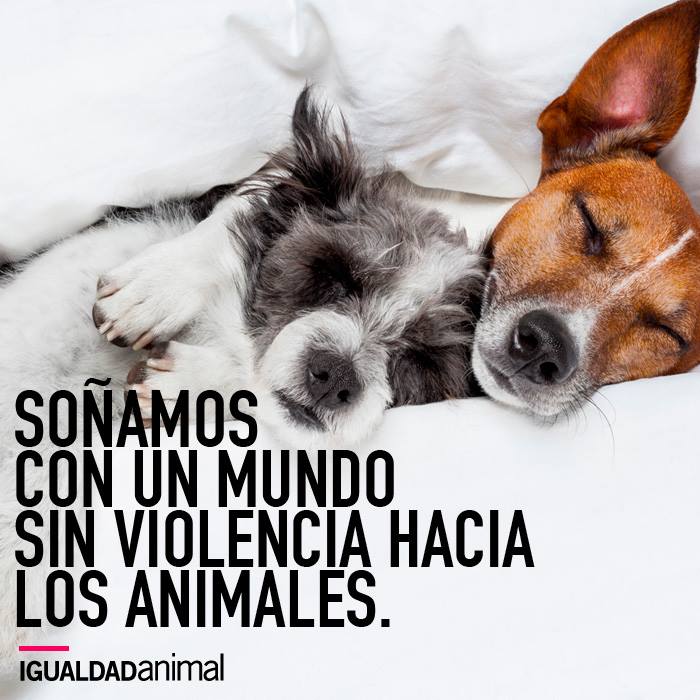 'Soñamos con un mundo sin violencia hacia los animales' #NoAlMaltratoAnimal