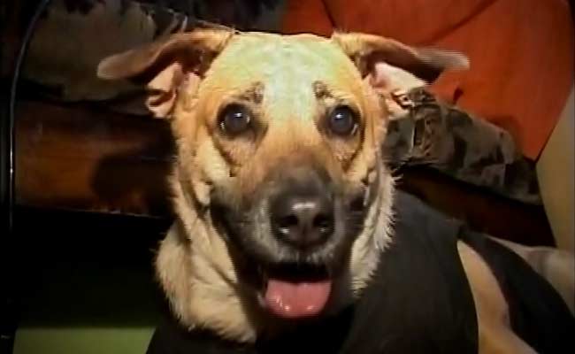 Embedded image permalink