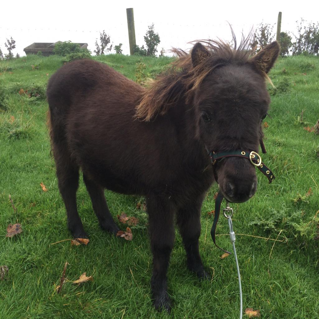 Perfect size for a #hobbit! Our latest addition to our farm, she needs a name, any ideas? #Falabella
