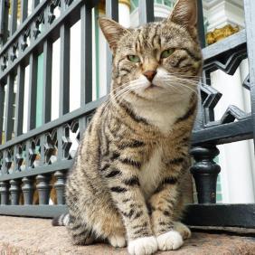 Эрмитаж запатентует бренд «Эрмитажные коты» saint-petersburg.ru/m/culture/rubi… catbay.ru