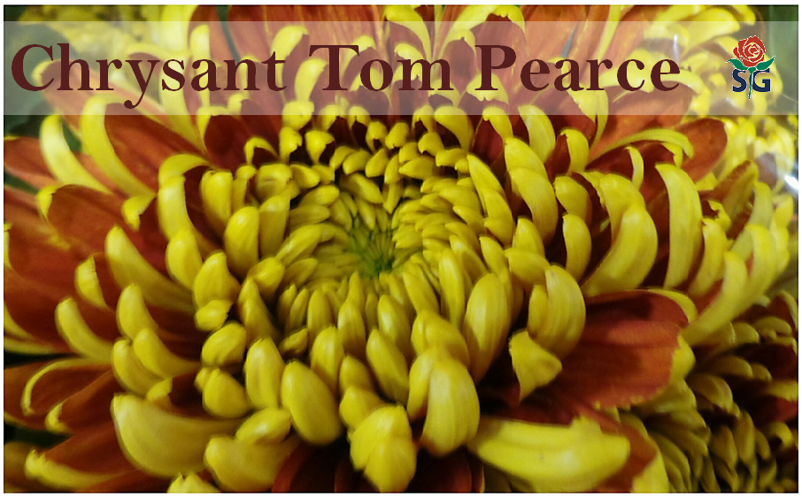 Herfst &amp; geplozen Chrysanten horen bij elkaar. Een vd mooiste geplozen Chrysant is, met recht, Tom Pearce #stargugten