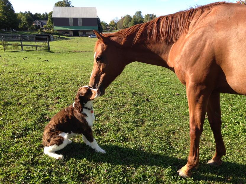 FitDogBlog's tweet image. Friends come in all shapes and sizes. #dogsoftwitter #horsesoftwitter #aww
