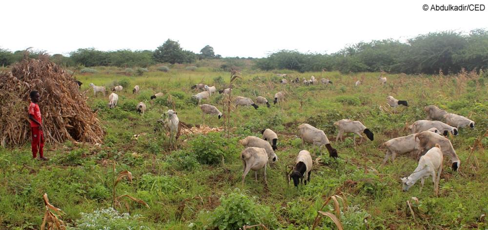 ced_org's tweet image. Allow u siyaadi nabadda iyo barwaaqada ay ku naaloonayaan..@stability_fund