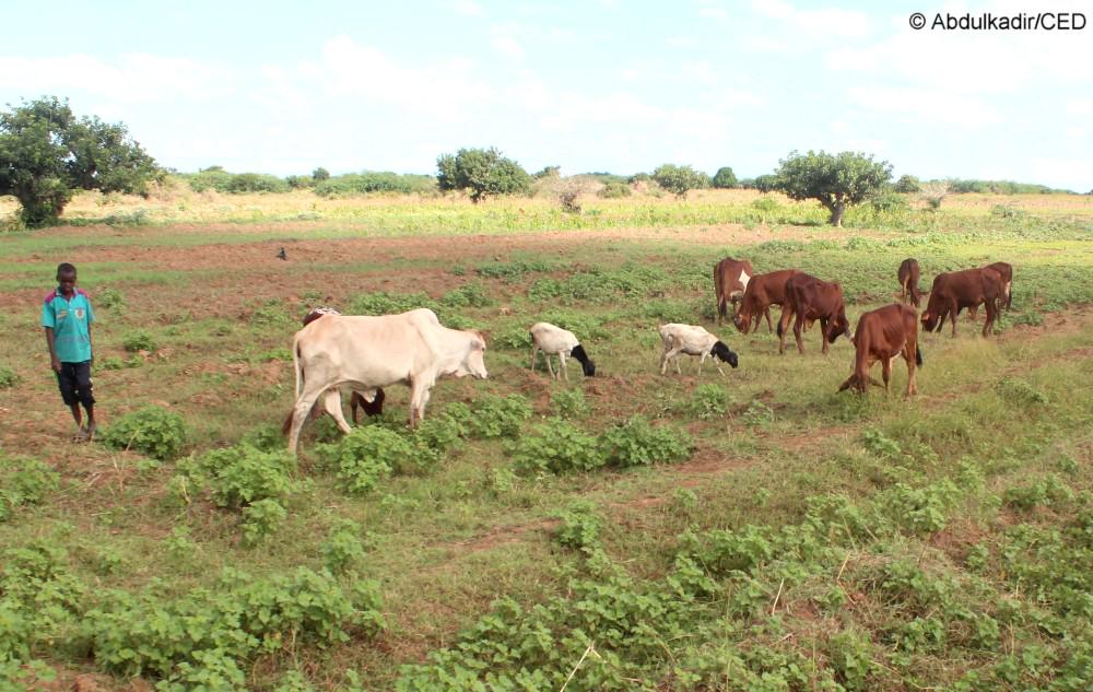 ced_org's tweet image. Allow u siyaadi nabadda iyo barwaaqada ay ku naaloonayaan..@stability_fund