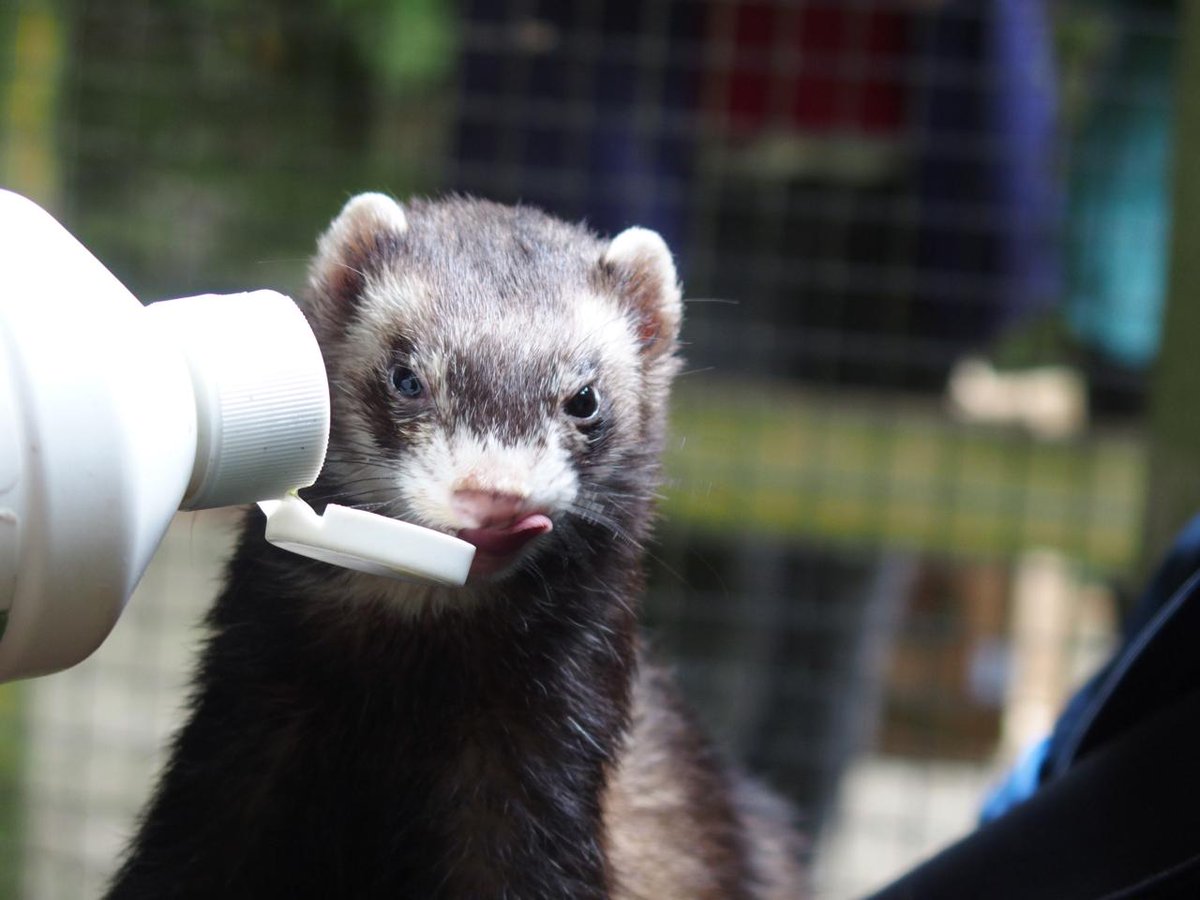 しきぶ ただの労働者 A Twitter まだ1日 たまにはカワウソ以外のイタチを マツテンと ヨーロッパケナガイタチ つイタチだしイタチの画像上げていこうぜ Http T Co P860gjgu5x