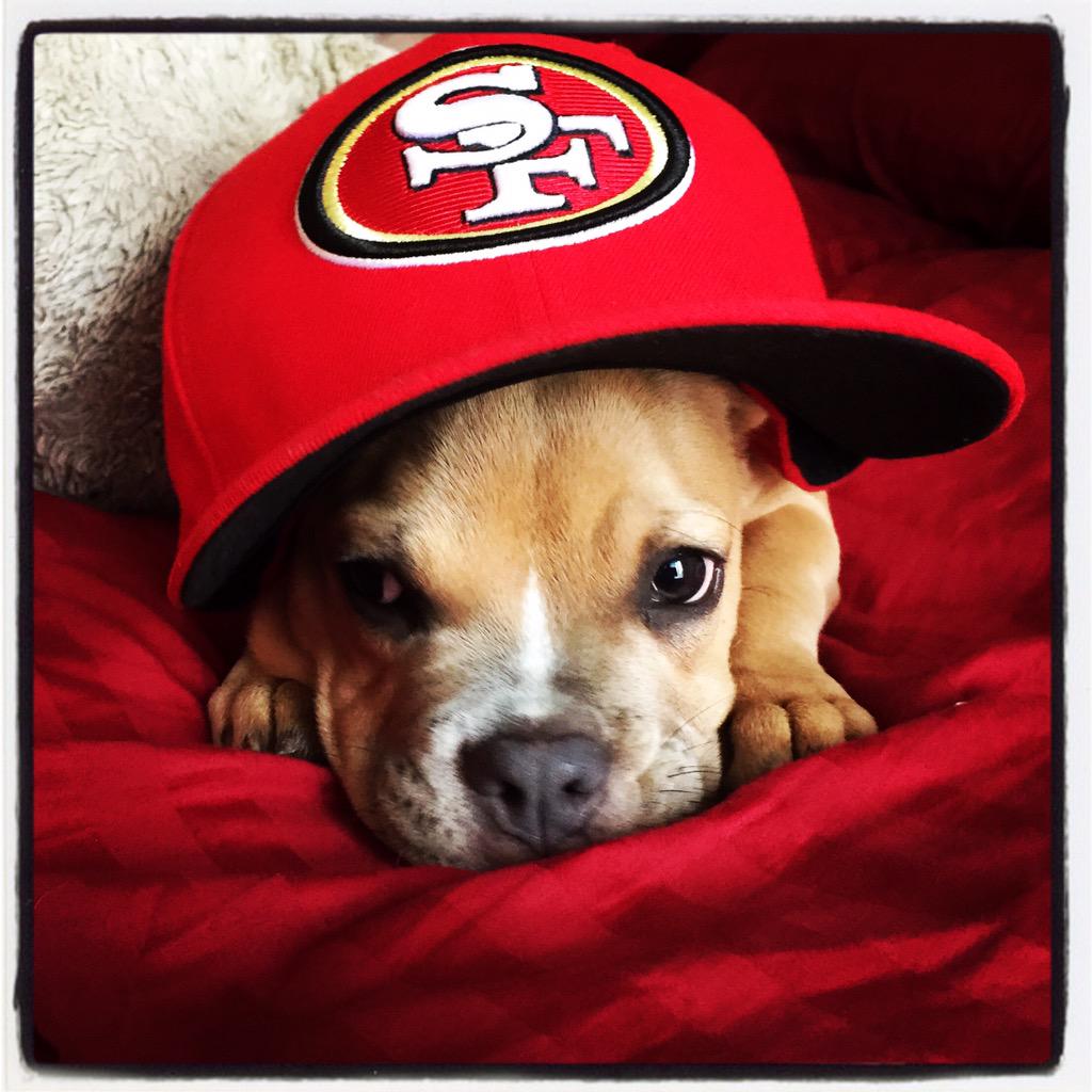 elvisike77's tweet image. Presley Is Still Down!!! #SuiteSquadContest #k9er @49ers @esurance @IanHanson8