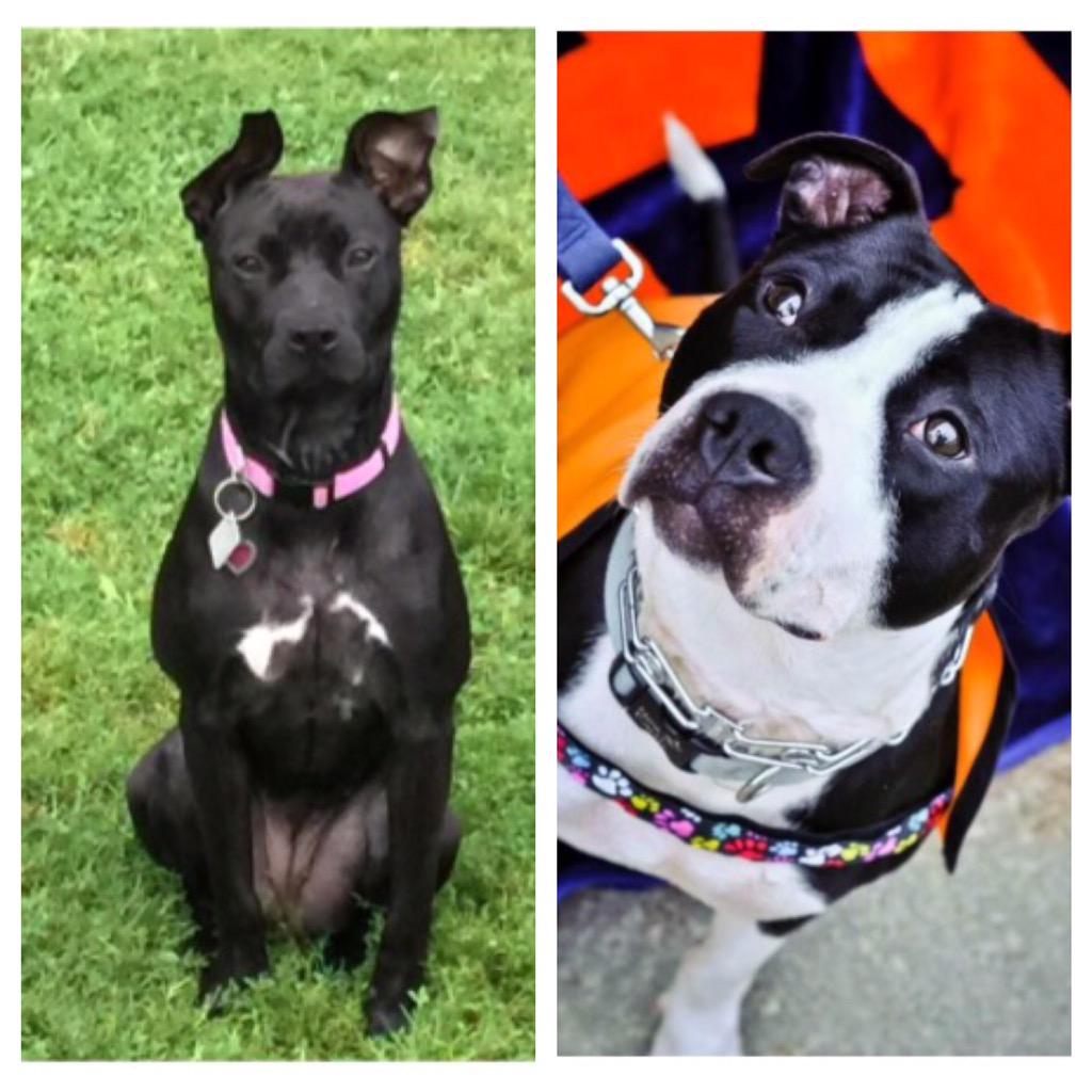 Join Bianca, Caprice &amp; all the other black dogs at the shelter in celebrating #NationalBlackDogDay! #adopt