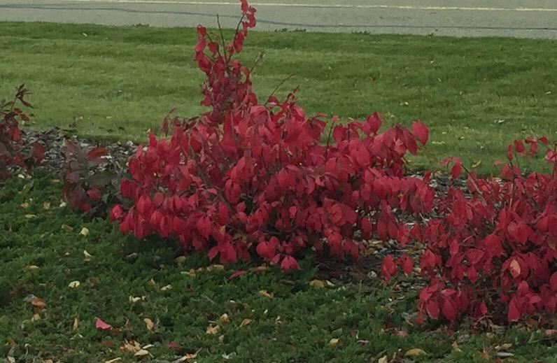 Volsicle's tweet photo. No clue what type of bush these are but I adore their splash of red! http://t.co/zrB0MUsPx3