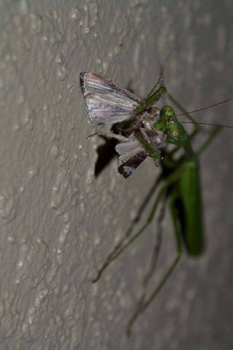 TheSloopers's tweet photo. One more shot of the Praying Mantis last night. #nature #photography #prayingmantis http://t.co/i0BRcVzdJS