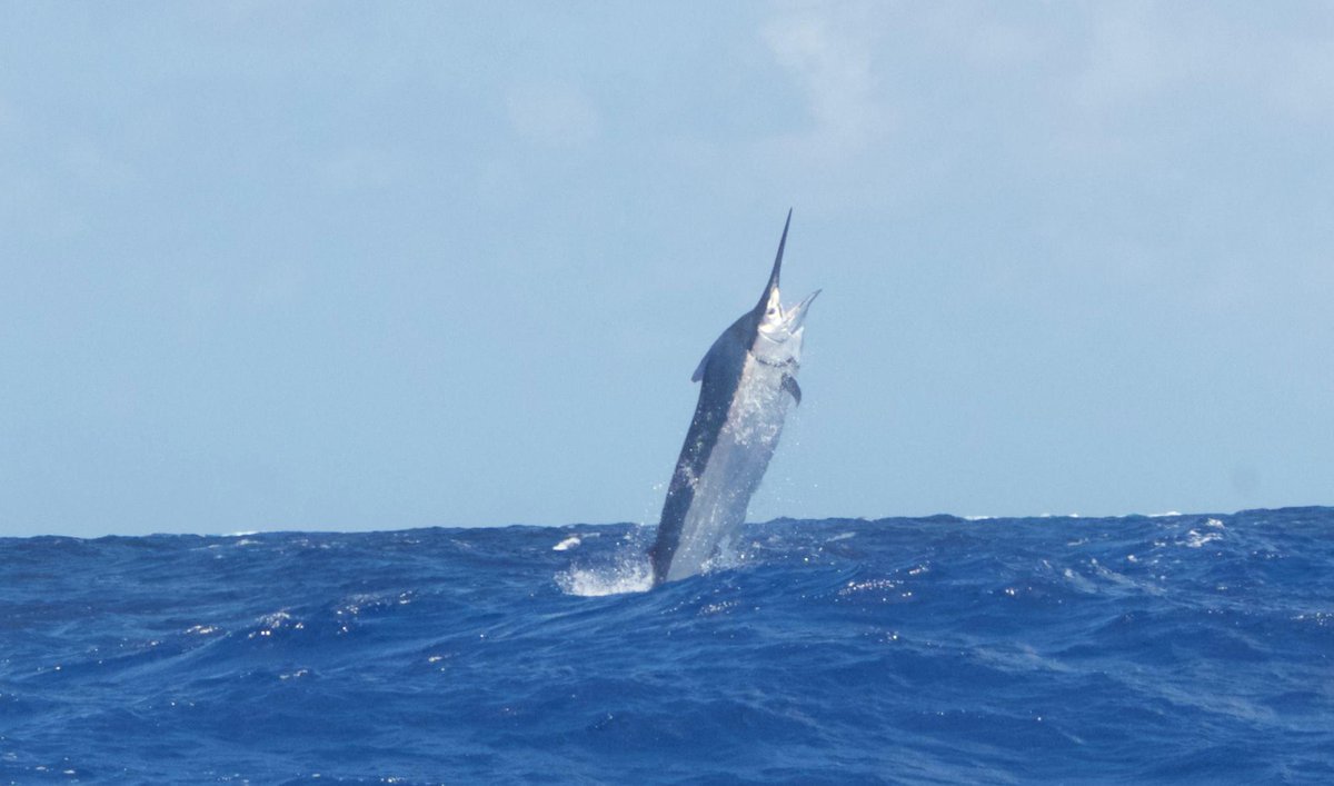Cairns, Aus - Black Marlin released on Hellraiser 2.