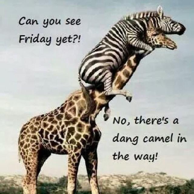 BEAUTYSAMMY's tweet photo. GM my Twitter family @BigSeannGOOD @SliceMeBaby @t0ngu3_g03s_in @Rissa1300 @hottie2handle @Ms_HJBoomFM @tracyj2177😍👌🏾 http://t.co/7vPMZNT846