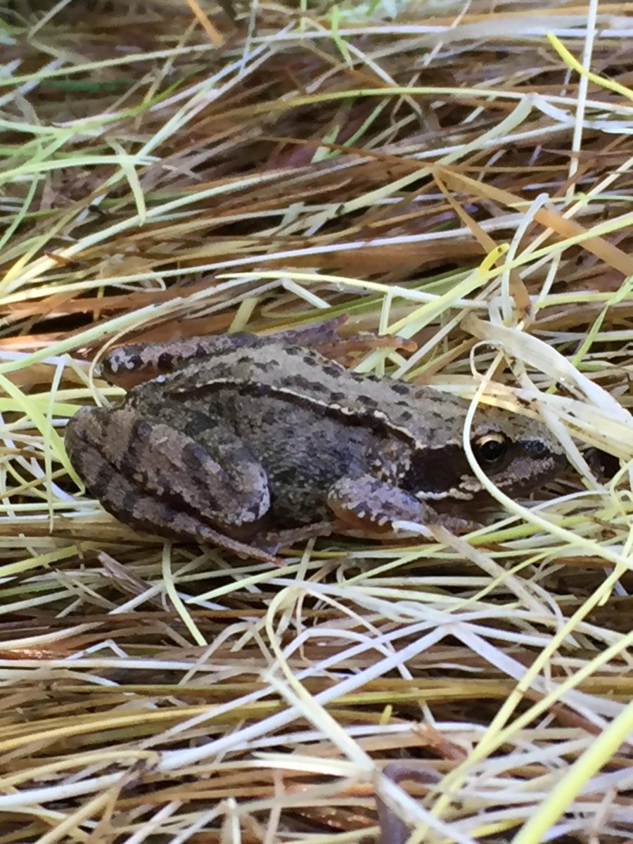 We made a friend on a survey this morning! #amphibian