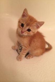 AOHAnimalRescue's tweet photo. Meet foster kittens Butternut, Earl Grey and Pumpkin! #rescue #adoptdontbuy #kitten #kittens #kittenblockbusters http://t.co/p7htK5V3sj