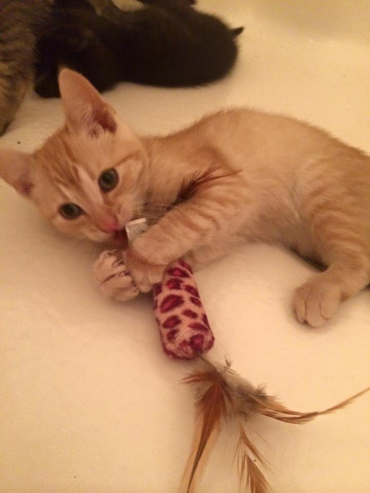 AOHAnimalRescue's tweet photo. Meet foster kittens Butternut, Earl Grey and Pumpkin! #rescue #adoptdontbuy #kitten #kittens #kittenblockbusters http://t.co/p7htK5V3sj