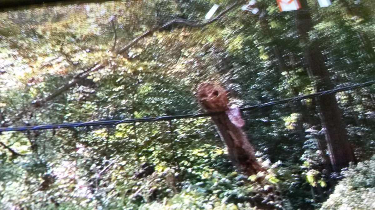 MCGorm24's tweet photo. @JCP_L here's how #jcpl can prepare. Remove tree laying on powerline BEFORE the storm. #waiting4weeks!! http://t.co/xujckkzuxX