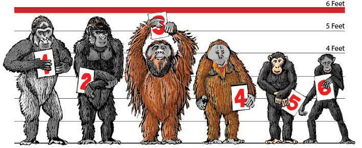 RealJimmyMando's tweet photo. @toptenshow @TheRochaSays #ChimpStrong The Usual Primates http://t.co/pAyaPSxjS3