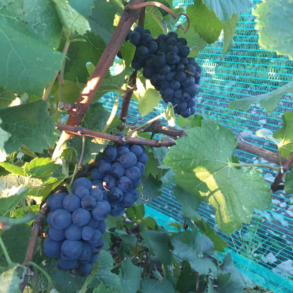 Cellar_Sisters's tweet photo. Picking Norris Pinot this morning. #FirstHarvest #quickpick #PrinceEdwardCounty #CountyUp http://t.co/yMpIUSL6vp