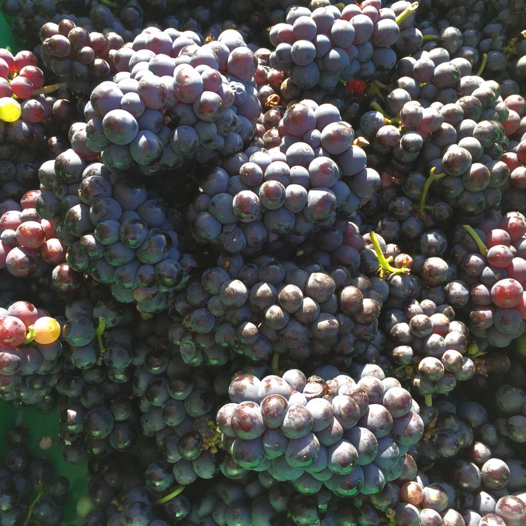 Cellar_Sisters's tweet photo. Picking Norris Pinot this morning. #FirstHarvest #quickpick #PrinceEdwardCounty #CountyUp http://t.co/yMpIUSL6vp