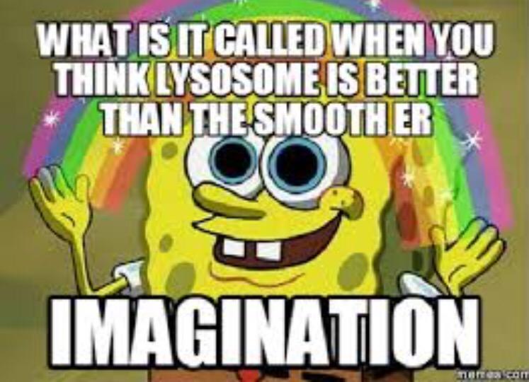 SMOOTH__ER's tweet photo. 🔥🔥🔥🔥 @MrHeitkamp @livin_lysosomes #organellewars http://t.co/re8mc19kUW