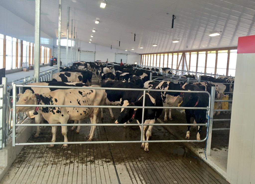 standeaven's tweet photo. Cows are in. Training day starts today. #barn15 http://t.co/IlaFmsP7hS