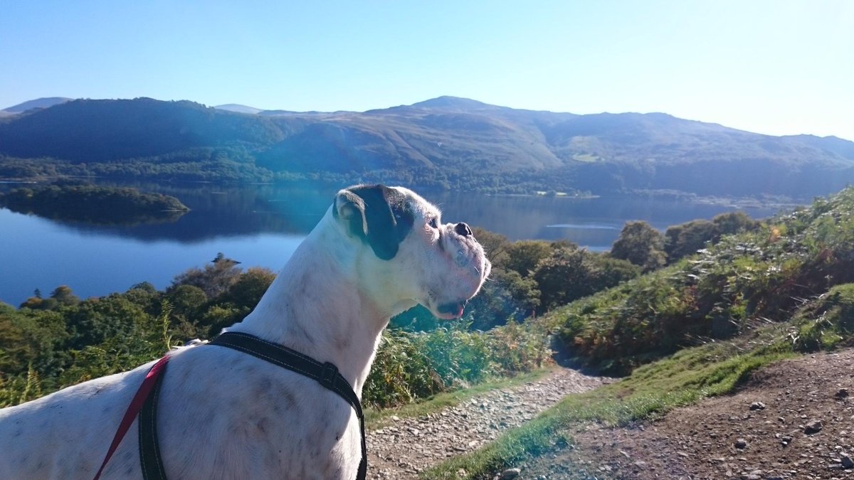 Boo_boxer's tweet photo. The humum is making me climb #catbells #Cumbria they are joking right?  I mean cat anything.... http://t.co/5JSrBdP5ip