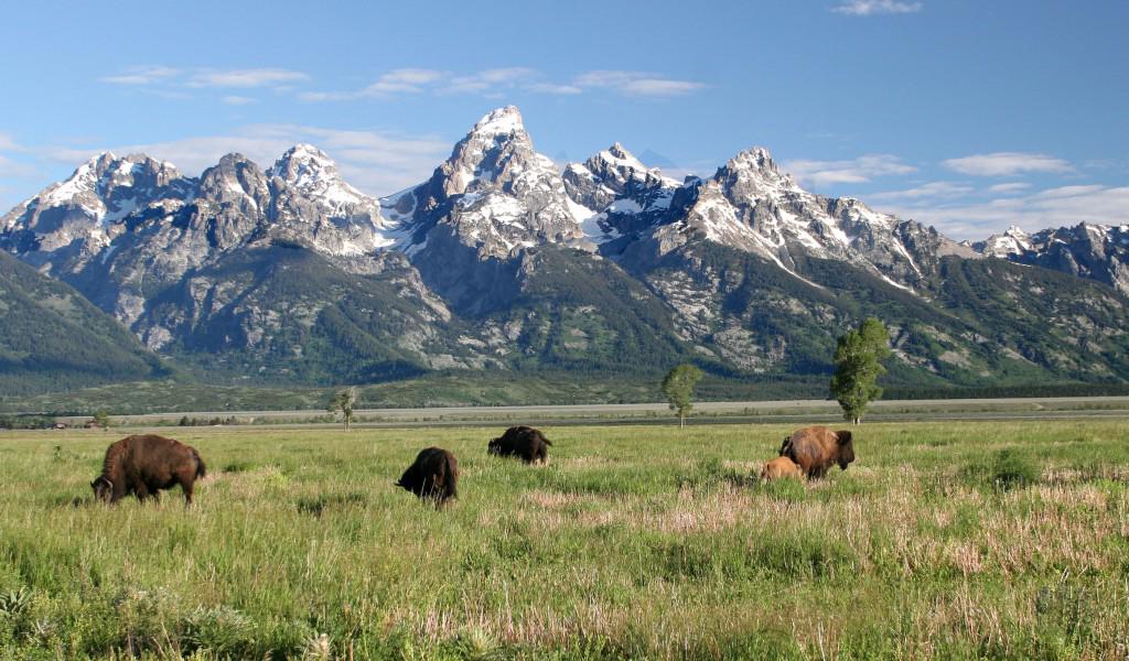 RedditHead's tweet photo. Yellowstone National Park in USA [1024 x 600]

submitted by Rockstar112[link] [comment] http://t.co/Xexnv9m28E