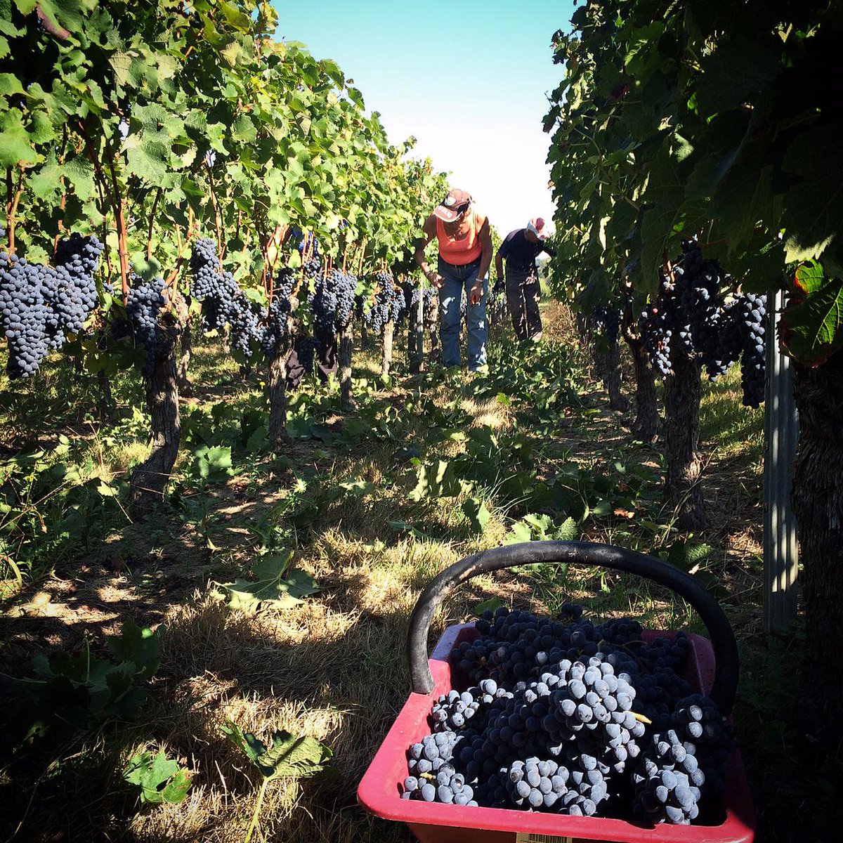 Démarrage des vendanges au Château Franc La Rose #merlot <a href="/Vinsstemilion/">Vins Saint-Emilion</a> <a href="/VinsdeBordeaux/">Les Vins de Bordeaux 🍇</a> <a href="/la_vignery/">La Vignery</a> <a href="/CaveDeRoly/">LA CAVE DE ROLY</a>