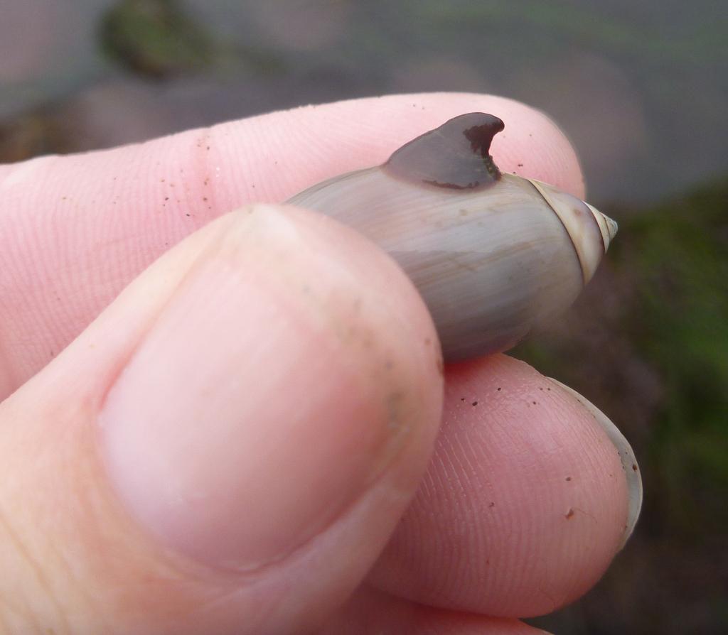SaltyCritter's tweet photo. Ride-hitching hooked slipper snails (Crepidula adunca) are protandric hermaphrodites: 1st male, then become female. http://t.co/Ie9cdVtHiw