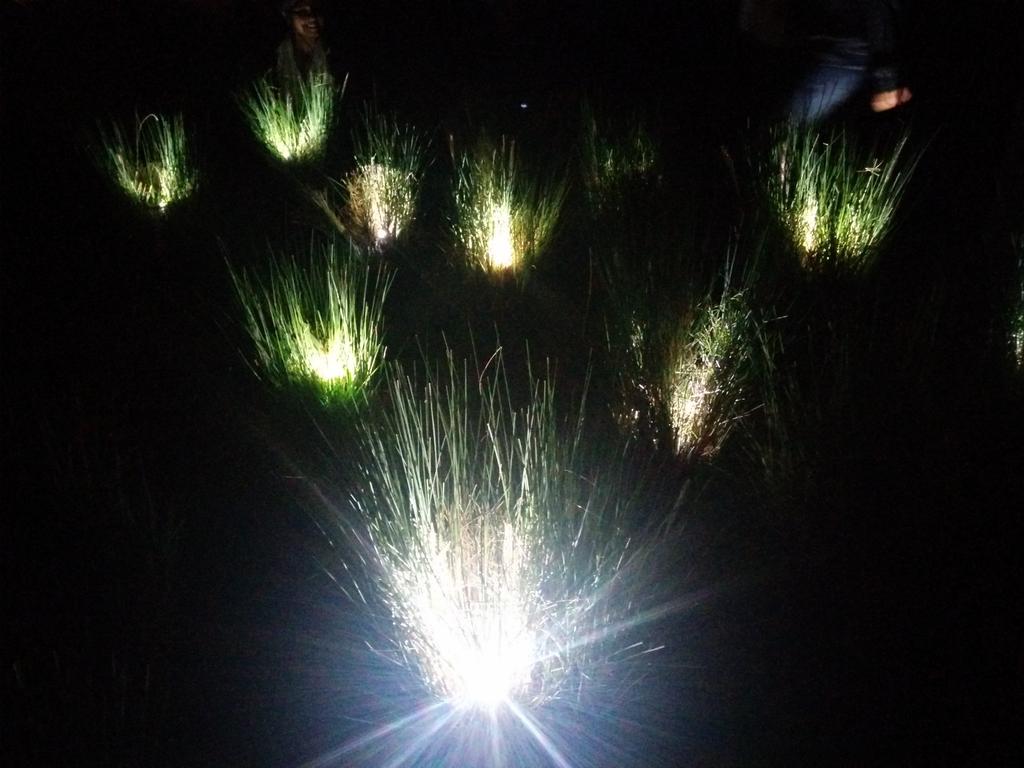 mghadiok's tweet image. Bushing around @ vis a vis, New Delhi, India
#ialdchasedark
#chasethedarkwithmondoarc