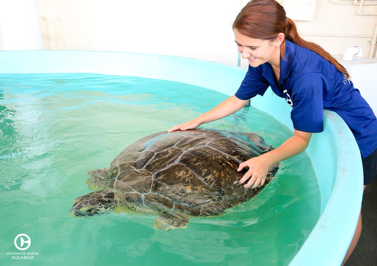 CMAquarium's tweet photo. Each day our dedicated turtle team feeds, medically treats &amp; cares for the many resident &amp; rehabbing turtles we have. http://t.co/WhkgxZ7prf