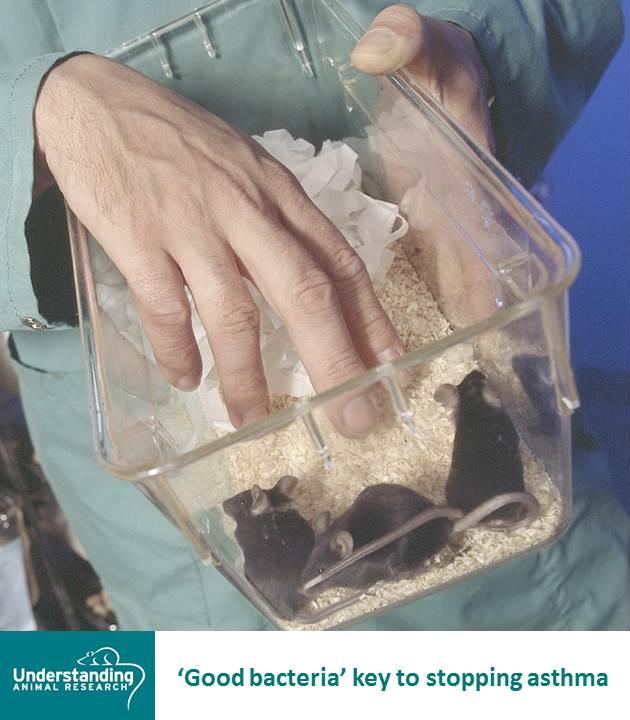 MusMusculusUAR's tweet image. ‘Good bacteria’ key to stopping #asthma

facebook.com/UnderstandingA…