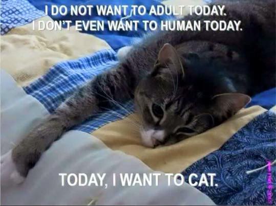 Vettechprep I Don T Want To Adult Today I Only Want To Cat Lovecat T Co Ccs4tds4ay Twitter