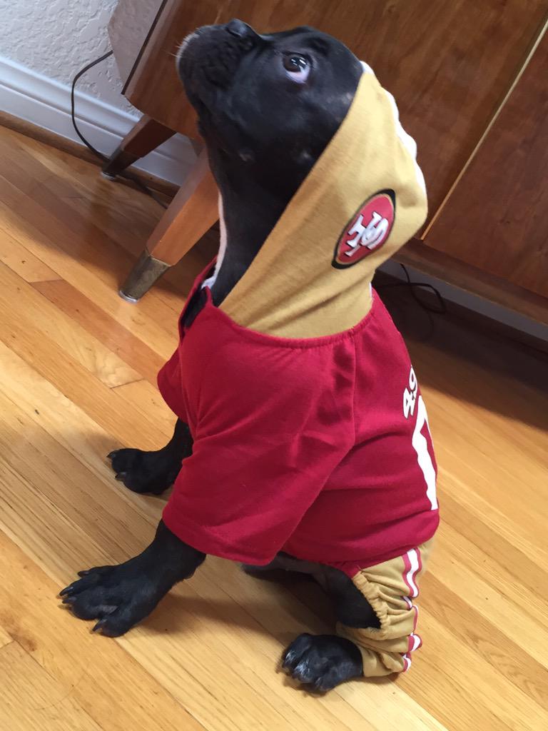 LanderFilm's tweet image. @49ers Puppy Orson is killing it #K9er #SuiteSquadContest #49ers @esurance