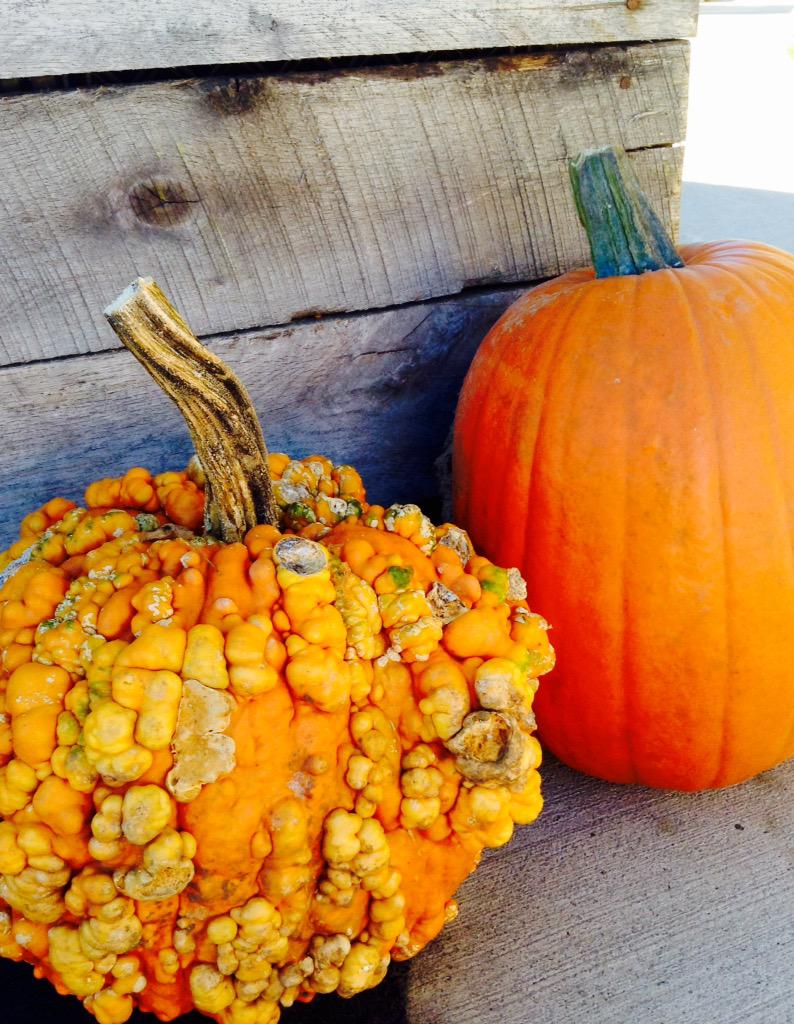 MontiMarket's tweet photo. Pumpkin time at montimarket! http://t.co/NKwBRfdxRt