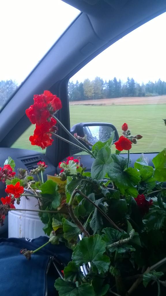 kesatuulia's tweet photo. #pelargonit tänään talvisäilöön #iskä lle. Siellä kukkivat loppuun ennen autotallitalviunia ❤ #wannabepuutarhuri http://t.co/lDGnBmlCX2