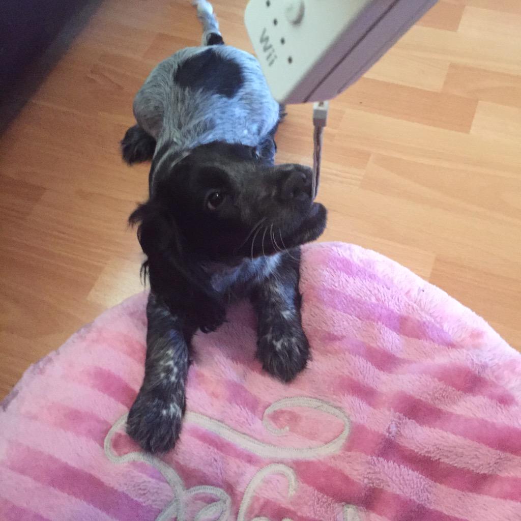 Trying to play on the wii 🌸🐶 and then this happens <a href="/notnilg/">Gary Linton</a>