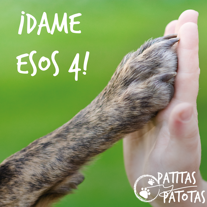 PatitasYPatotas's tweet photo. ¡Él también es tu pata! #MiMascotaLoHace http://t.co/nAcJGox0iK